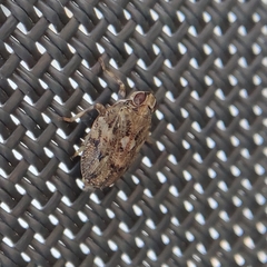 Issus coleoptratus