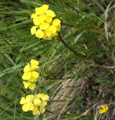 Erysimum sylvestre