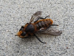Laphria asackeni