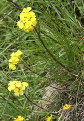 Erysimum sylvestre