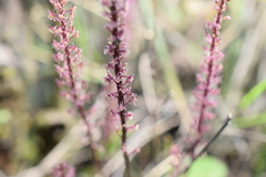 Tamayorkis ehrenbergii