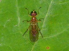 Ptecticus trivittatus