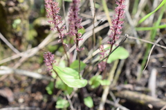 Tamayorkis ehrenbergii