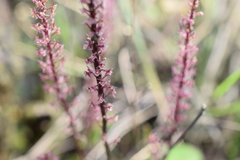 Tamayorkis ehrenbergii