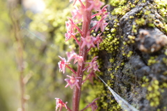 Tamayorkis ehrenbergii