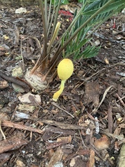 Leucocoprinus birnbaumii image