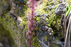 Tamayorkis ehrenbergii