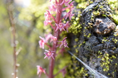 Tamayorkis ehrenbergii