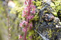 Tamayorkis ehrenbergii