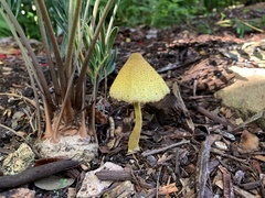 Leucocoprinus birnbaumii image