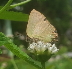 Cyanophrys herodotus