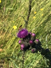 Cirsium palustre