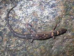 Tropidophorus sinicus