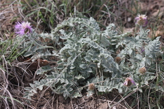 Psephellus declinatus