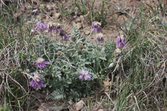 Psephellus declinatus