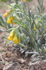 Onosma polyphylla