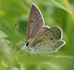 Lycaena tityrus subalpina