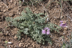 Psephellus declinatus