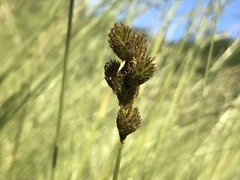 Carex leporina