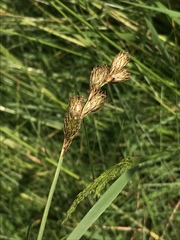 Carex leporina