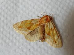 Cirrhophanus triangulifer