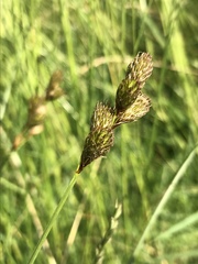 Carex leporina