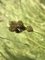 Carex leporina