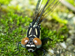 Melligomphus guangdongensis