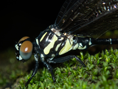 Melligomphus guangdongensis