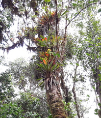 Guzmania gloriosa