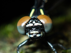 Melligomphus guangdongensis