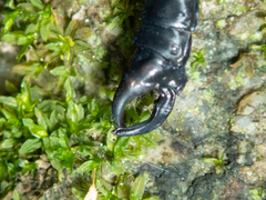 Melligomphus guangdongensis