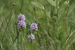 Neotinea tridentata tridentata
