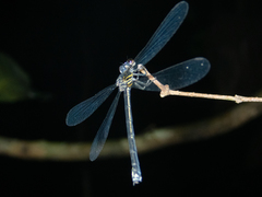 Euphaea decorata