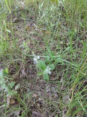 Veronica officinalis