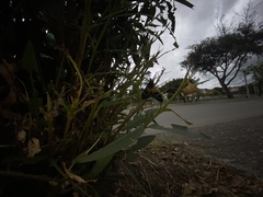 Chrysocale splendens