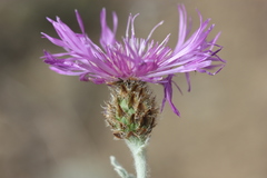 Psephellus declinatus