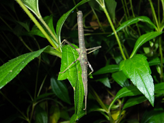 Neohirasea