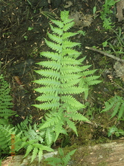 Coryphopteris simulata