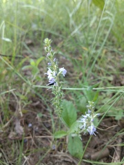 Veronica officinalis