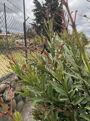 Chrysocale