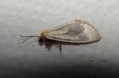 Chrysoecia thoracica
