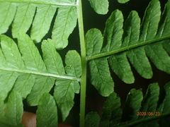 Coryphopteris simulata