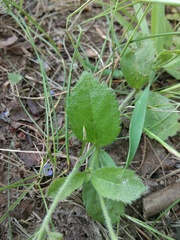 Veronica officinalis