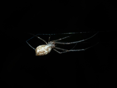 Tylorida