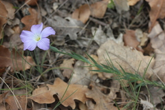 Linum nervosum