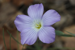 Linum nervosum