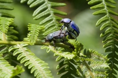 Hoplia coerulea