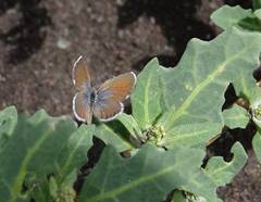 Brephidium exilis exilis