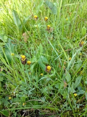 Trifolium spadiceum